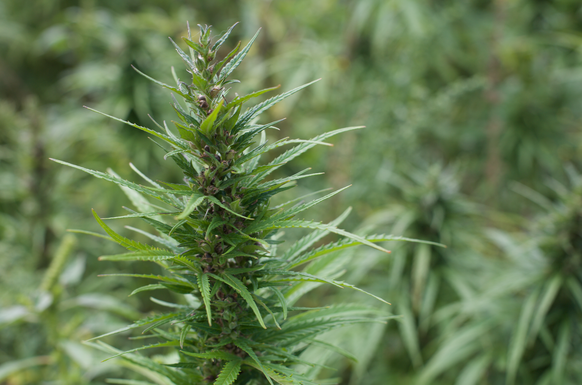 Hemp Harvests | Australian Hemp Seed Products